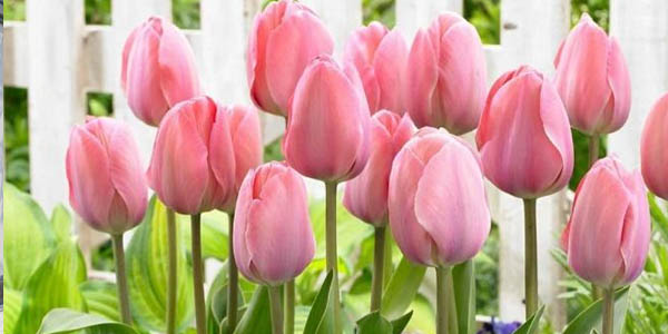 水培郁金香的管理方法