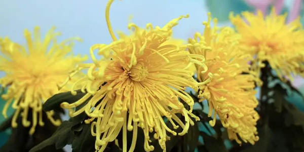 菊花水培技術(shù)方法簡介