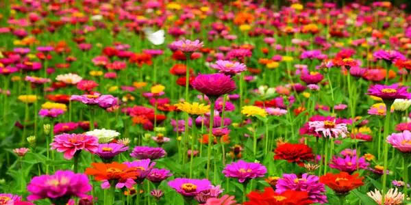 百日草栽培技術(shù)介紹