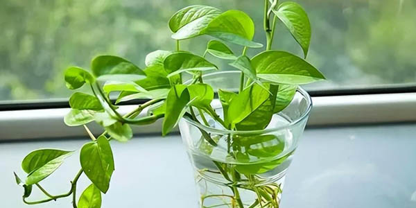 如何水培綠蘿？